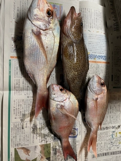 タイの釣果