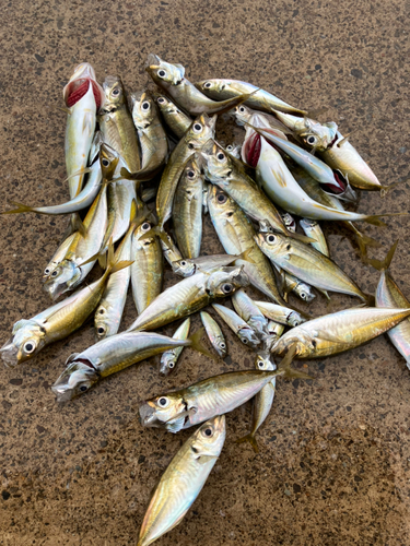 アジの釣果