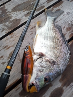 キビレの釣果