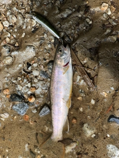 イワナの釣果