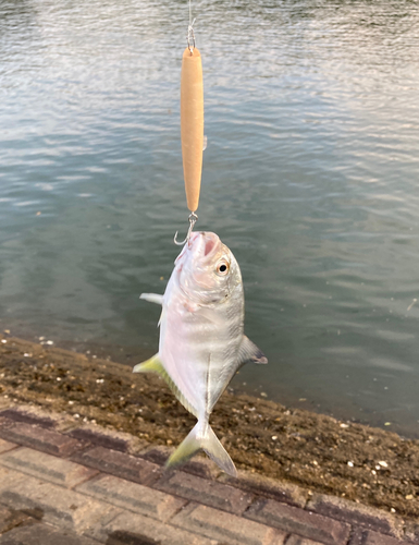 メッキの釣果