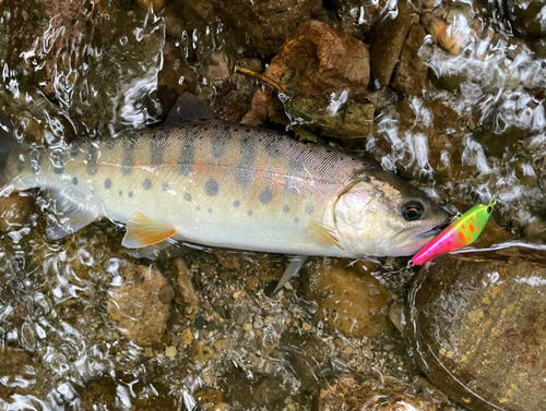 ヤマメの釣果