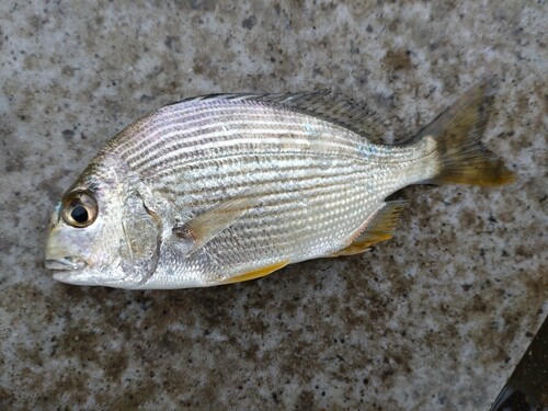 ヘダイの釣果