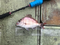 マダイの釣果