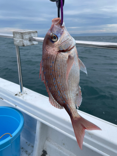 タイの釣果