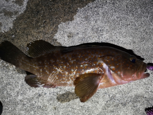 アコウの釣果