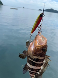 アオハタの釣果