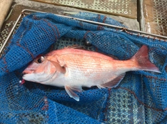 マダイの釣果