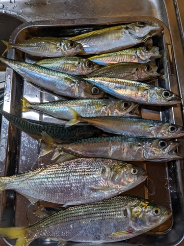 コノシロの釣果