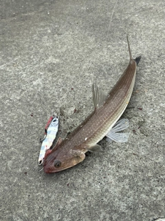 エソの釣果