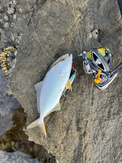 ショゴの釣果