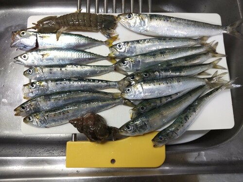 イワシの釣果