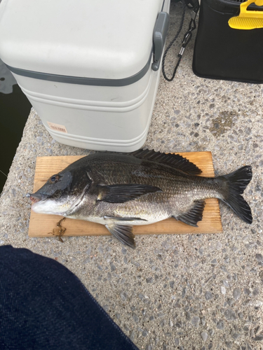 チヌの釣果