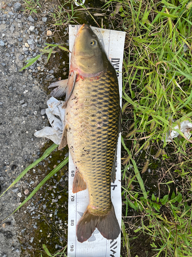 コイの釣果