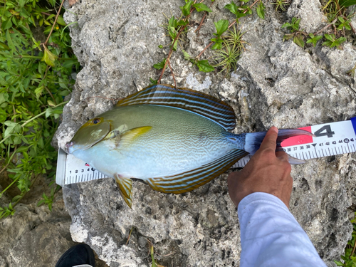 トカジャーの釣果