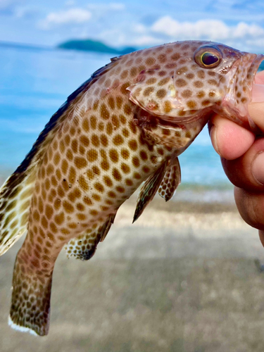 オオモンハタの釣果