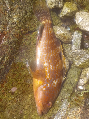 キジハタの釣果