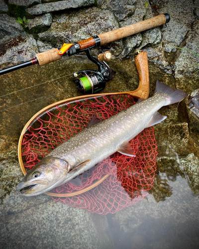 ニッコウイワナの釣果