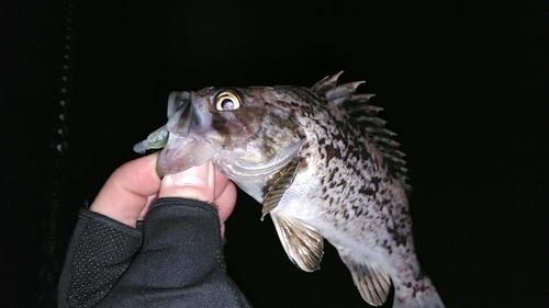 クロソイの釣果