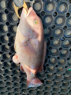 コブダイの釣果