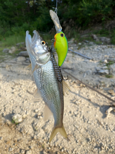 ハスの釣果