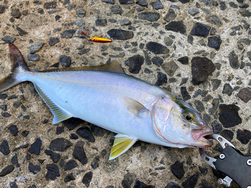 ネリゴの釣果