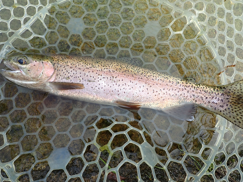 ニジマスの釣果