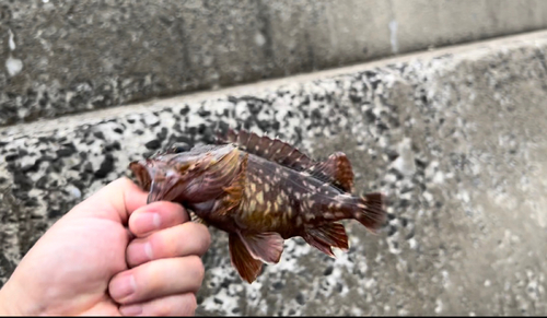 アラカブの釣果