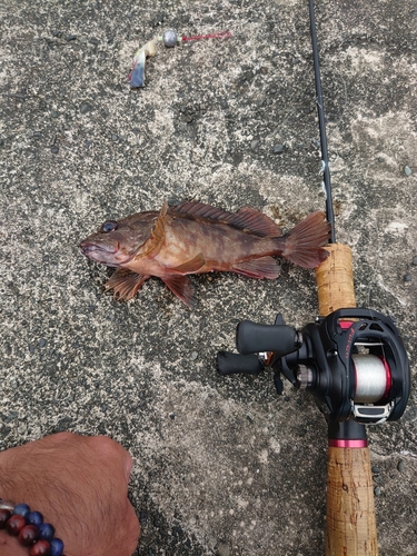 カサゴの釣果