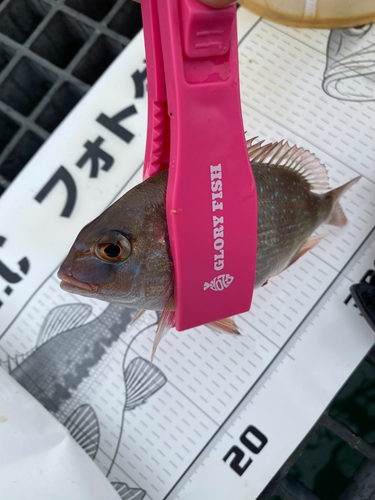 チャリコの釣果