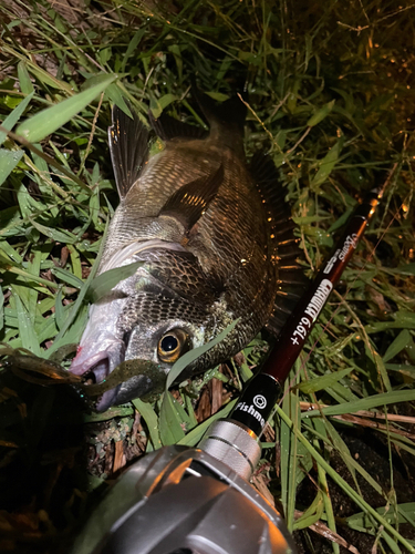 チヌの釣果