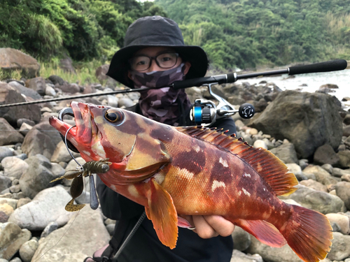 アカハタの釣果