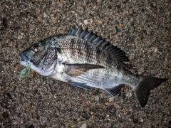 クロダイの釣果