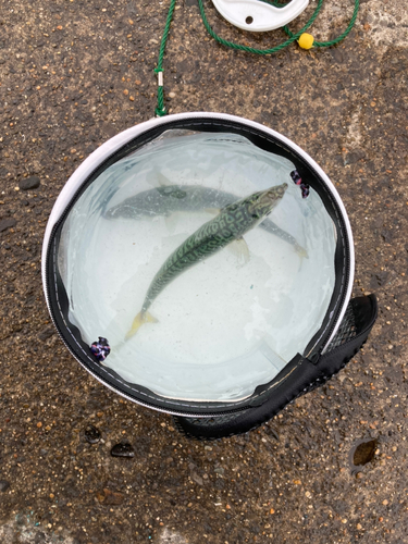 マサバの釣果