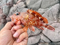 アラカブの釣果