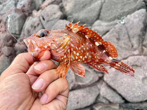 アラカブの釣果