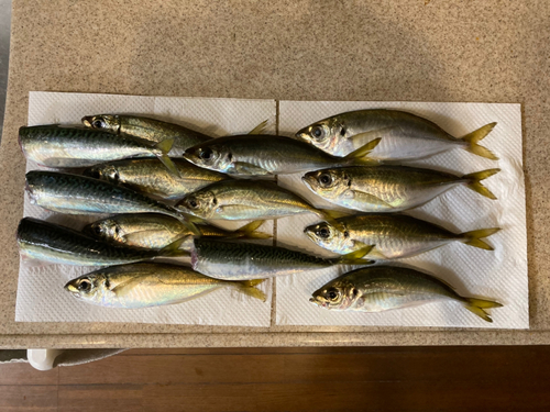 マアジの釣果