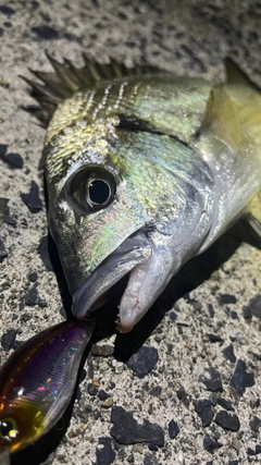 ミナミクロダイの釣果