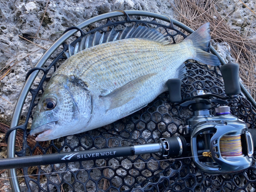 ミナミクロダイの釣果