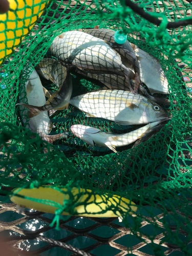 シオの釣果