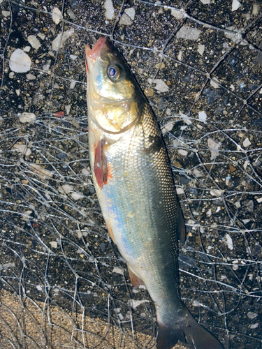 マルタウグイの釣果