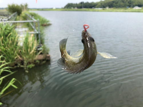 ブルーギルの釣果