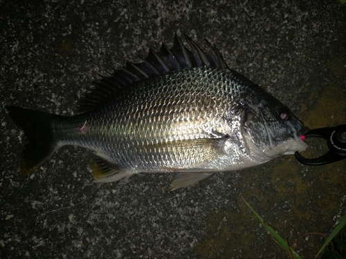 キビレの釣果