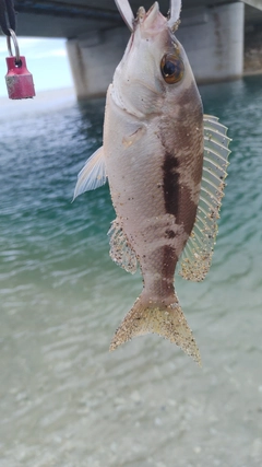 ジューマー(ヒトスジタマガシラ)の釣果