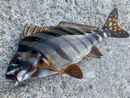 タカノハダイの釣果