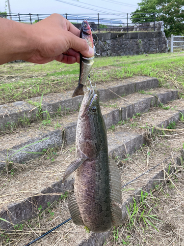 ライギョの釣果