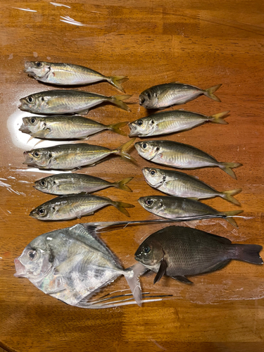 アジの釣果