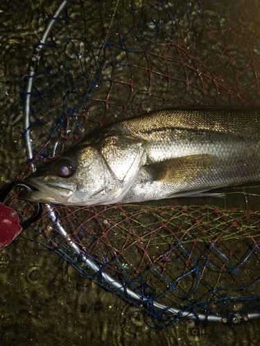 セイゴ（マルスズキ）の釣果