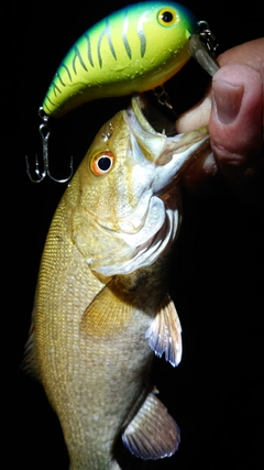 スモールマウスバスの釣果