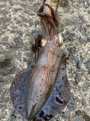 アオリイカの釣果